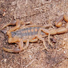 Striped bark scorpion