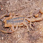 Striped bark scorpion