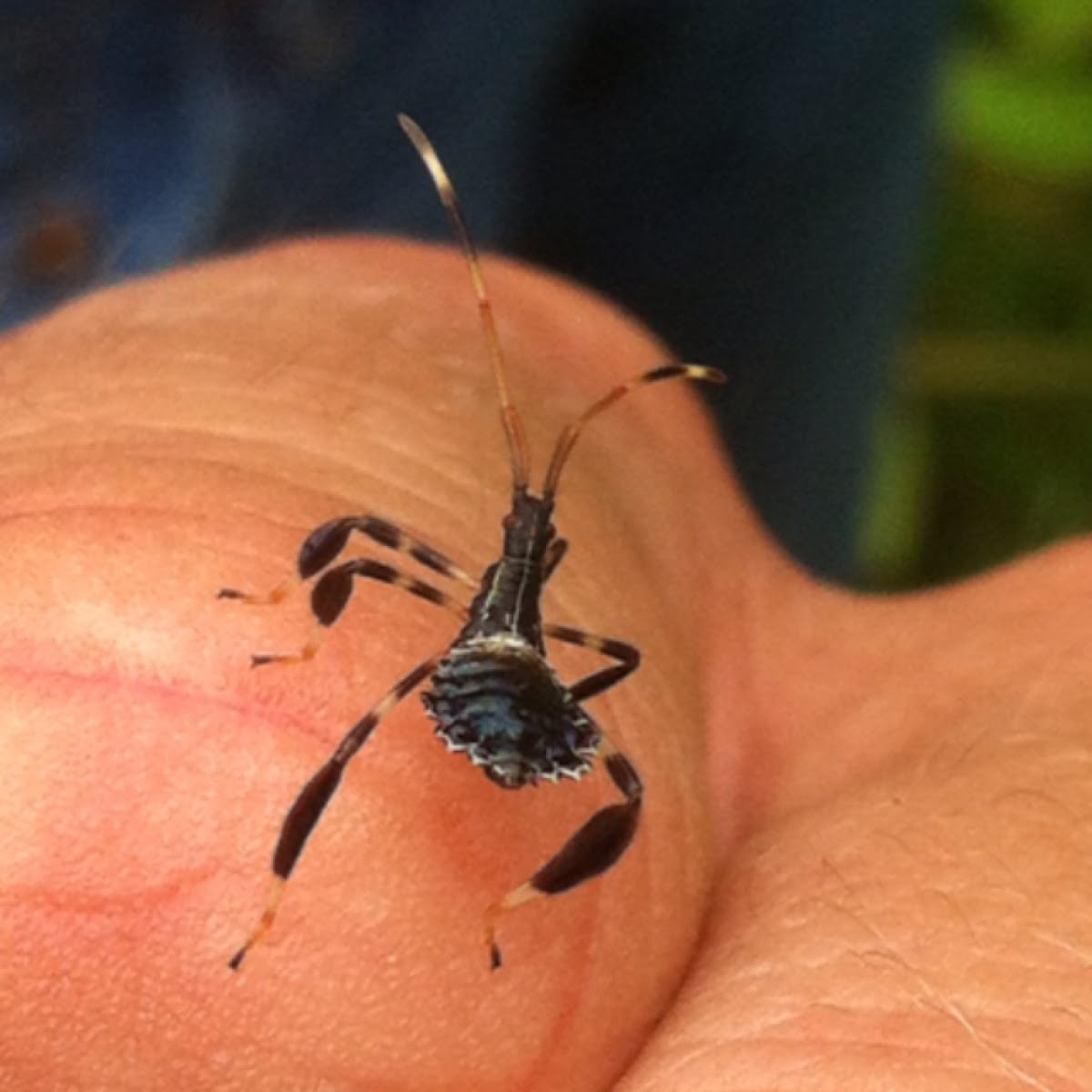 Assassin Bug Nymph