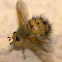 Hedgehog Fly or Tachinid Fly