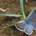 blue copper butterfly