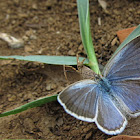 blue copper butterfly