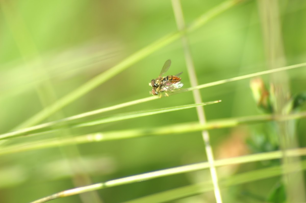 mating hoverflies