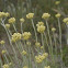 Goldilocks, Mittelmeer-Strohblume