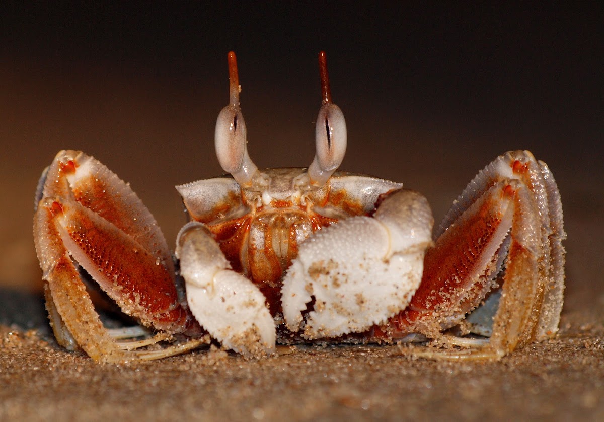 Ghost Crab Project Noah