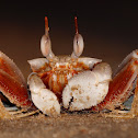 Ghost Crab