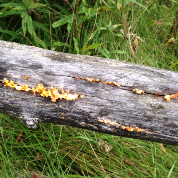 Fanshaped jelly fungus Project Noah