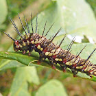 Julia caterpillar