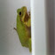 Tree Frog