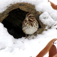 Wildlife with Snow, Frost, and Ice - NorthEastern United States