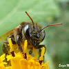 Stingless bee