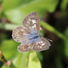 Zebra Blue or Plumbago Blue (female)