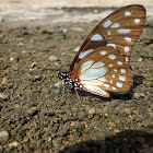 Leonidas swallowtail