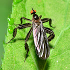 Long-Tailed Dance Fly