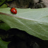 Ladybug/Ladybird