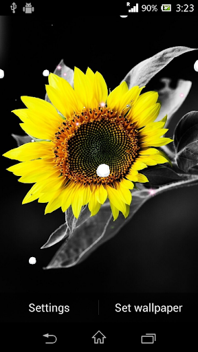 Sunflower live wallpaper
