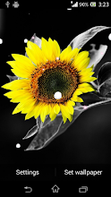 Sunflower live wallpaper APK Download for Android