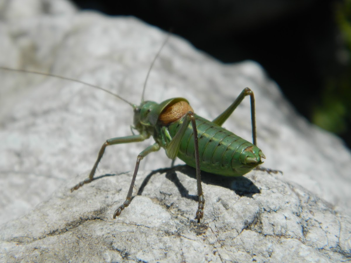 Alpine Saddle-backed  Bush-cricket
