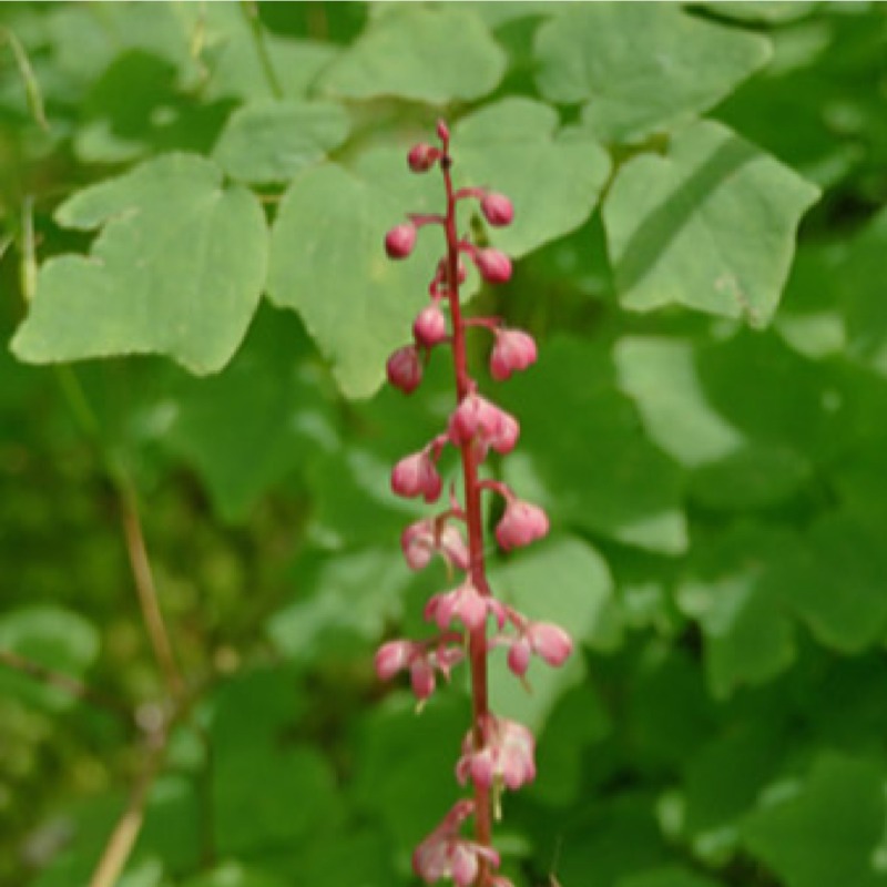 Salal