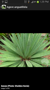 Environmental Weeds Australia(圖7)-速報App