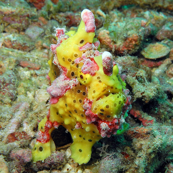 Clown Frogfish Project Noah
