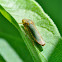 Leaf/Plant Hopper