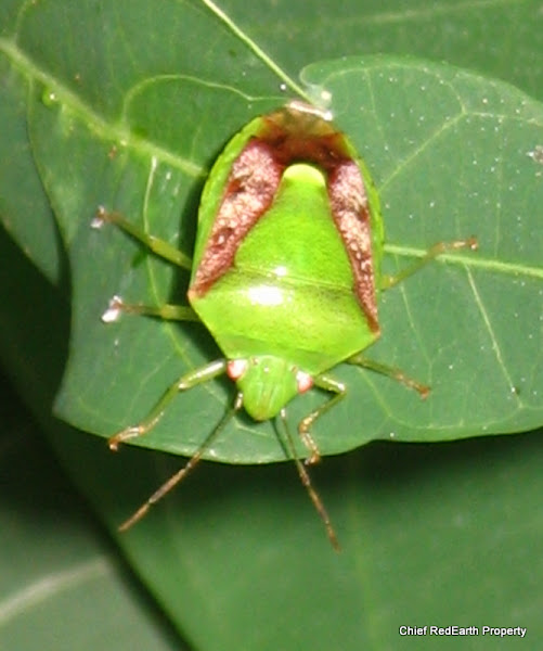 Brown-winged Stink Bug | Project Noah