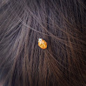 Multicolored asian lady beetle