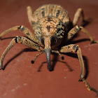 Japanese Giant Weevil
