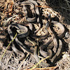 Common Garter snakes