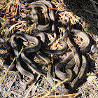 Common Garter snakes