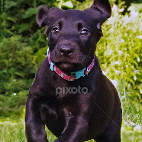 Run Zella Run! by Jenny Gandert - Animals - Dogs Puppies