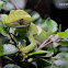 Auckland Green Gecko