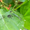hibiscus leaf-roller caterpillar