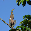 Bare-thoated Tiger Heron