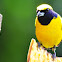 Yellow-crowned Euphonia