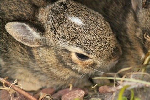 Eastern Cottontail Rabbit infant