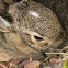 Eastern Cottontail Rabbit infant
