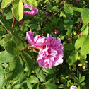 Alberta wild rose