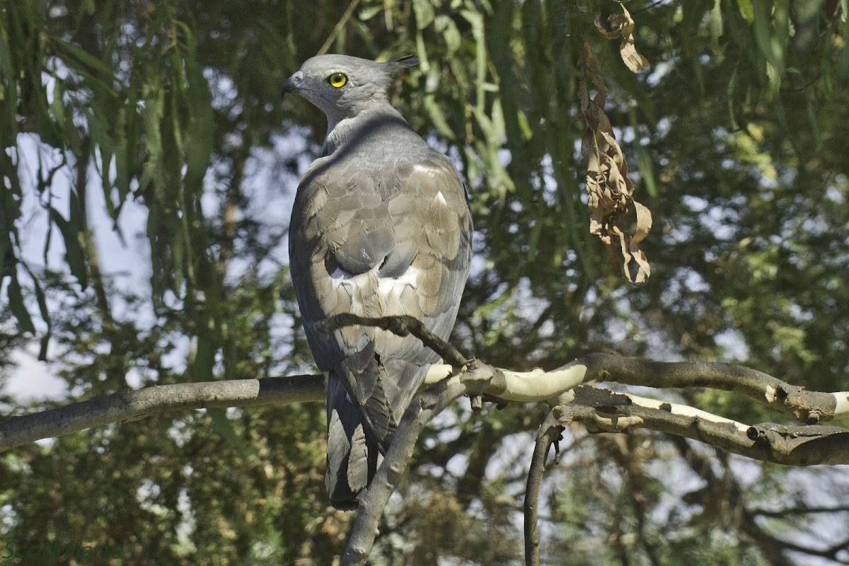 Crested Hawk (Pacific Baza)