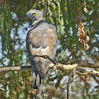 Crested Hawk (Pacific Baza)