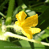 Yellow bitter gourd flower