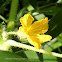 Yellow bitter gourd flower