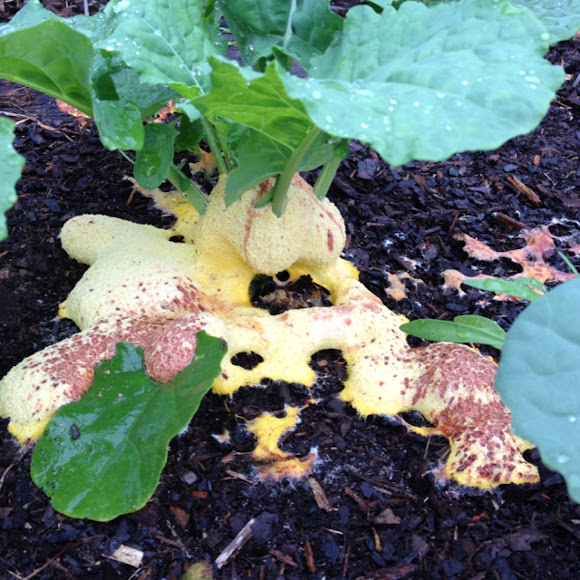 Dog Vomit fungus Project Noah