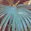 chinese fan palm