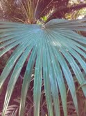 chinese fan palm