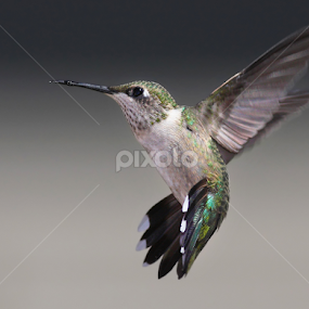 Ruby-throated Hummingbird by Terry Sohl - Animals Birds