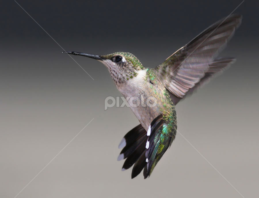 Ruby-throated Hummingbird by Terry Sohl - Animals Birds