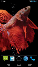 Betta Fish Live Wallpaper Free poster 2