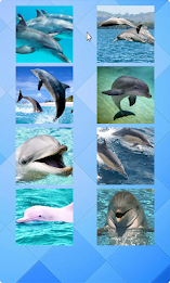 Dolphin Puzzle poster 2